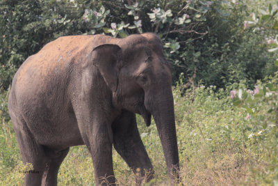 Asian Elephant, Uda Walawe NP, Sri Lanka