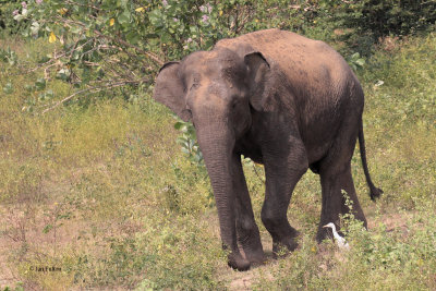 Asian Elephant, Uda Walawe NP, Sri Lanka