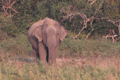 Asian Elephant, Uda Walawe NP, Sri Lanka