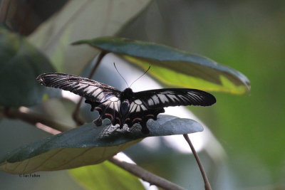 Butterfly sp, Sinharaja NP, Sri Lanka