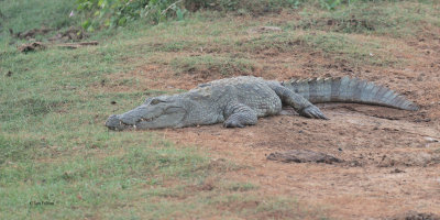 Crocodile, Yala NP, Sri Lanka