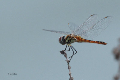 Dragonfly sp, Bundala NP, Sri Lanka