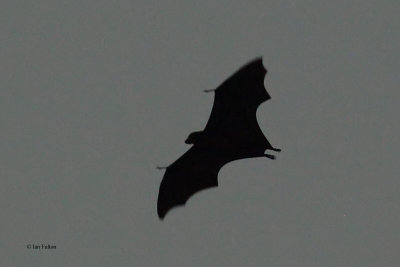 Flying Fox, Tissamaharama, Sri Lanka