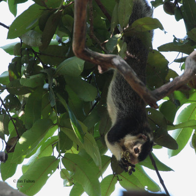 Giant Squirrel, Yala NP, Sri Lanka