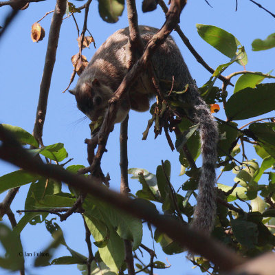 Giant Squirrel, Yala NP, Sri Lanka