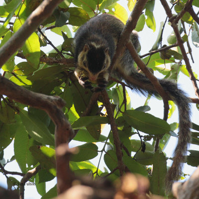 Giant Squirrel, Yala NP, Sri Lanka