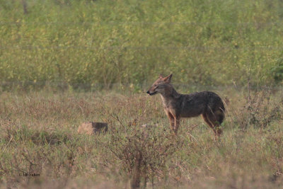 Golden-backed Jackal, Uda Walawe NP, Sri Lanka