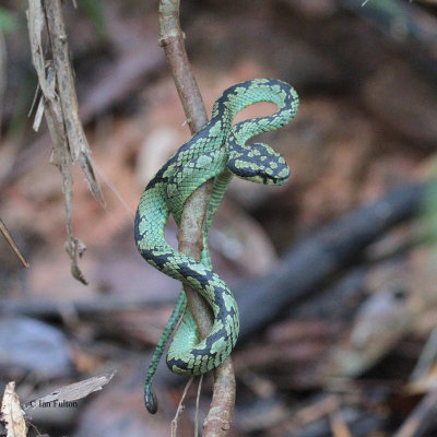 Green Pit Viper, Sinharaja NP, Sri Lanka