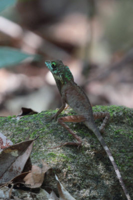 Lizard sp, Kithulgala, Sri Lanka