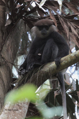 Purple-faced Langur, Sinharaja NP, Sri Lanka