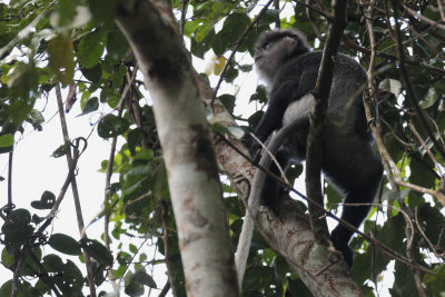 Purple-faced Langur, Sinharaja NP, Sri Lanka