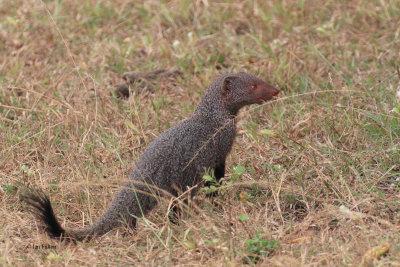 Ruddy Mongoose, Yala NP, Sri Lanka