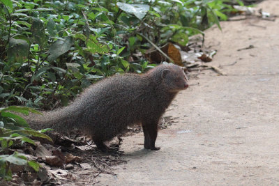 Ruddy Mongoose, Sinharaja NP, Sri Lanka