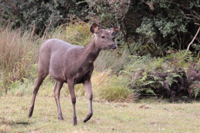 Sambar Deer, Horton Plains, Sri Lanka