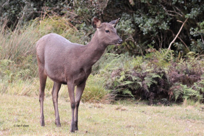 Sambar Deer, Horton Plains, Sri Lanka