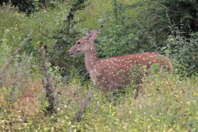 Spotted Deer, Uda Walawe NP, Sri Lanka