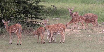 Spotted Deer, Yala NP, Sri Lanka