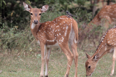 Spotted Deer, Yala NP, Sri Lanka