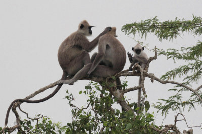 Tufted Grey Langur, Bundala NP, Sri Lanka