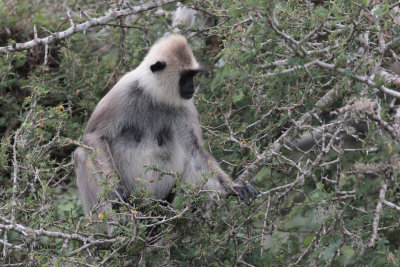 Tufted Grey Langur, Bundala NP, Sri Lanka