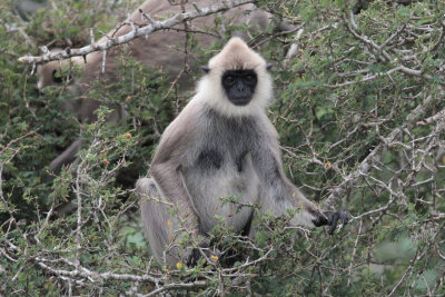 Tufted Grey Langur, Bundala NP, Sri Lanka