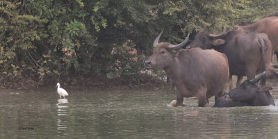 Water Buffalo, Uda Walawe NP, Sri Lanka