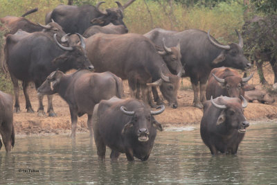 Water Buffalo, Uda Walawe NP, Sri Lanka