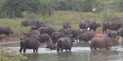 Water Buffalo, Uda Walawe NP, Sri Lanka