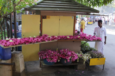 Lotus flowers for sale near the Temple of the Tooth, Kandy