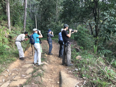 Birding along a track near Sinharaja