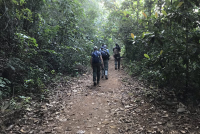 Birding along a trail in Sinharaja NP