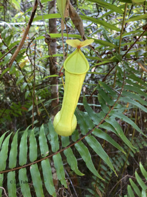 A pitcher plant, Sinharaja NP
