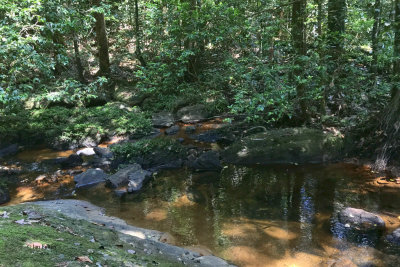 A forest stream in Sinharaja NP