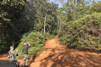 The 'road' up to Sinharaja NP