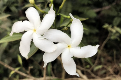 Flower sp, Sinharaja NP