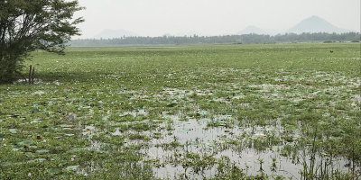 One of the ponds at Tissamaharama