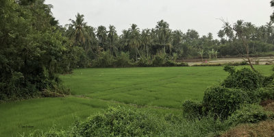 Rice paddy fields at Tissamaharama