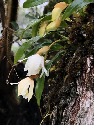 Flowers at Horton Plains NP