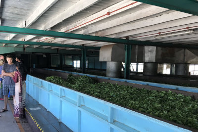 The tea processing factory