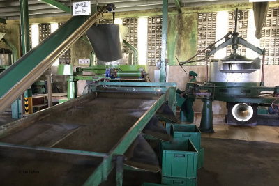 The tea processing factory