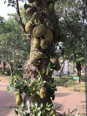 Jack fruit in Tamarind Tree hotel garden