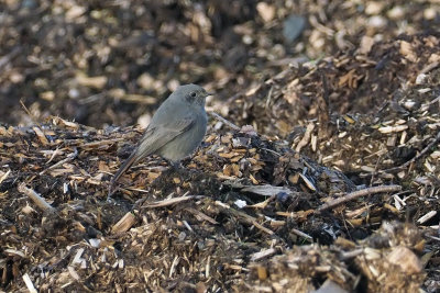 Black Redstart, Ardmore, Clyde