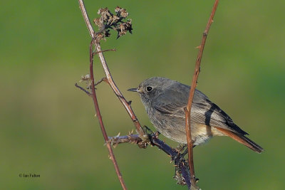 Black Redstart, Ardmore, Clyde