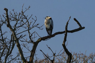 Grey Heron, Ardmore Point, Clyde