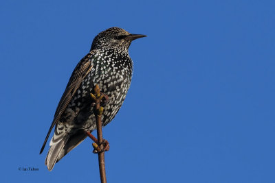 Starling, Ardmore Point, Clyde