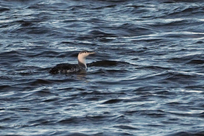 Red-throated Diver, Ardmore Point, Clyde