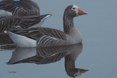 Hybrid Greylag Goose, Strathclyde CP, Clyde