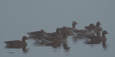 Greylag Geese in the fog, Strathclyde CP, Clyde