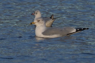 Ring-billed Gull, Strathclyde CP, Clyde