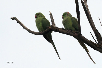 Ring-necked Parakeet, Victoria Park, Glasgow